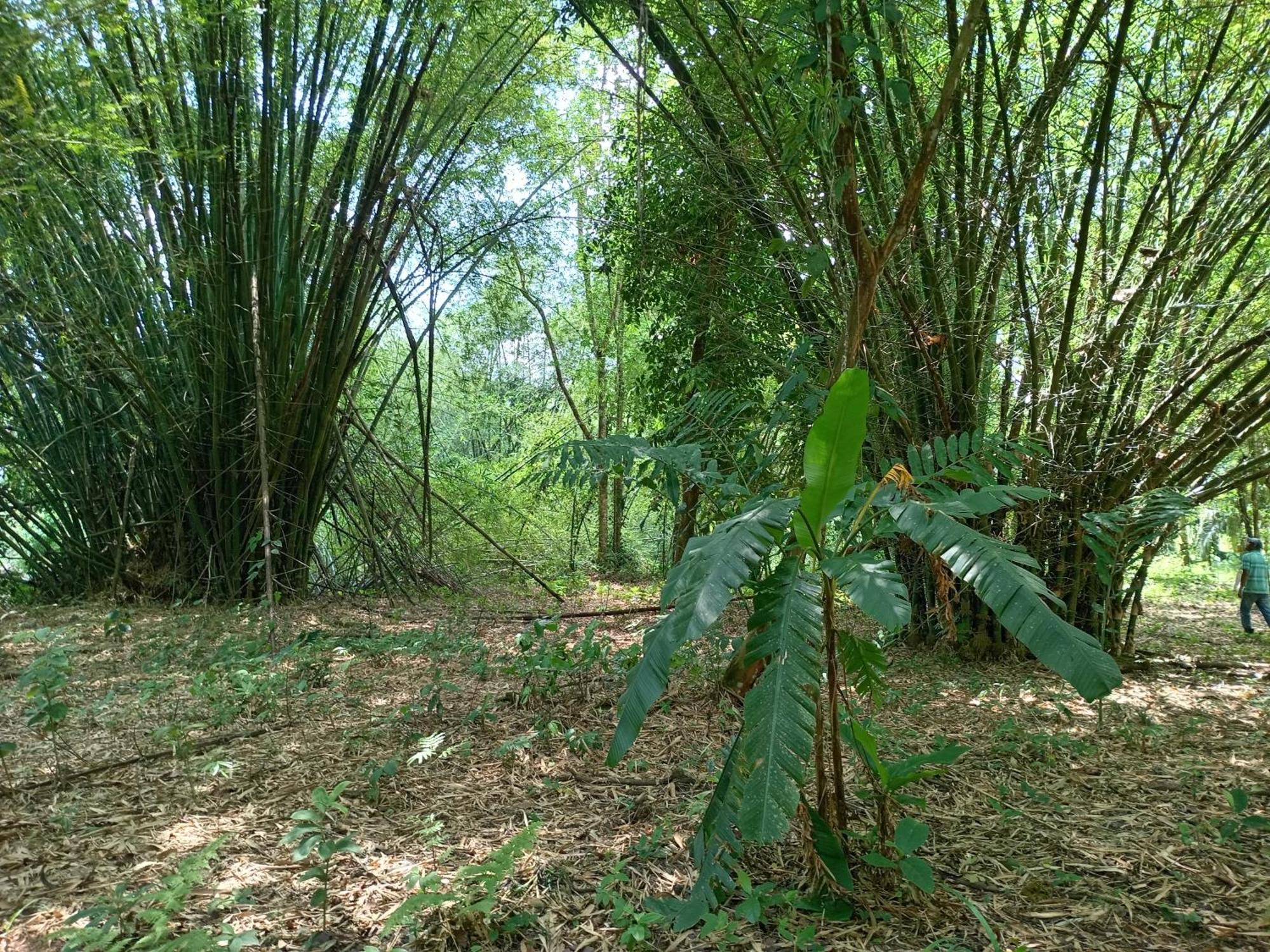 Ferienwohnung Glamping Naioth Guápiles Zimmer foto