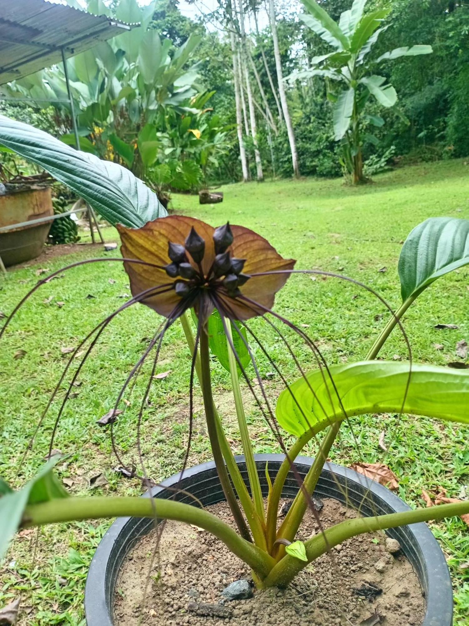 Ferienwohnung Glamping Naioth Guápiles Zimmer foto